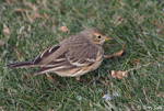 American Pipit 2 - Anthus rubescens