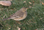 American Pipit 3 - Anthus rubescens
