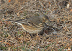 American Pipit 4 - Anthus rubescens