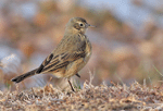 American Pipit 8 - Anthus rubescens