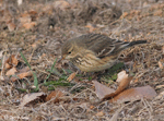 American Pipit 9 - Anthus rubescens