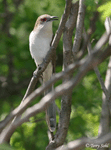 Black-billed Cuckoo 3 - Coccyzus erythropthalmus