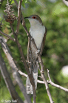 Black-billed Cuckoo 4 - Coccyzus erythropthalmus