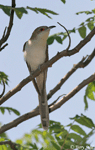 Black-billed Cuckoo 5 - Coccyzus erythropthalmus