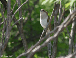 Black-billed Cuckoo 6 - Coccyzus erythropthalmus