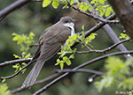 Black-billed Cuckoo 9 - Coccyzus erythropthalmus