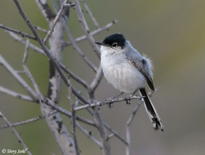 Black-tailed Gnatcatcher - Polioptila melanura 