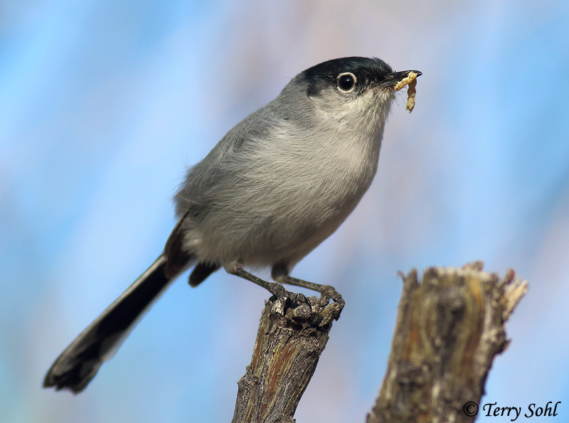 Black-tailed Gnatcatcher - Polioptila melanura