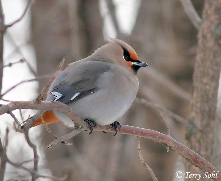 Bohemian Waxwing - Bombycilla garrulus