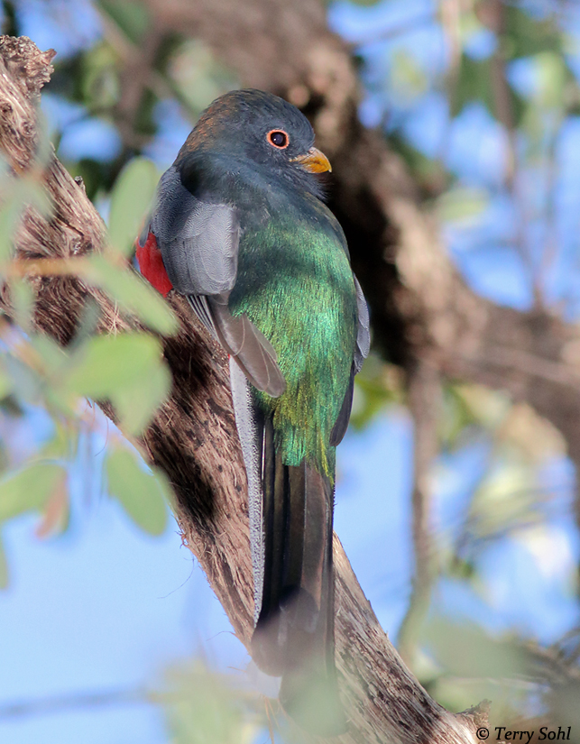 Coppery-tailed Trogon - Trogon elegans