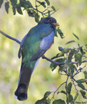 Coppery-tailed Trogon photo 2