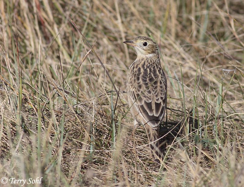 Sprague's Pipit - Anthus spragueii