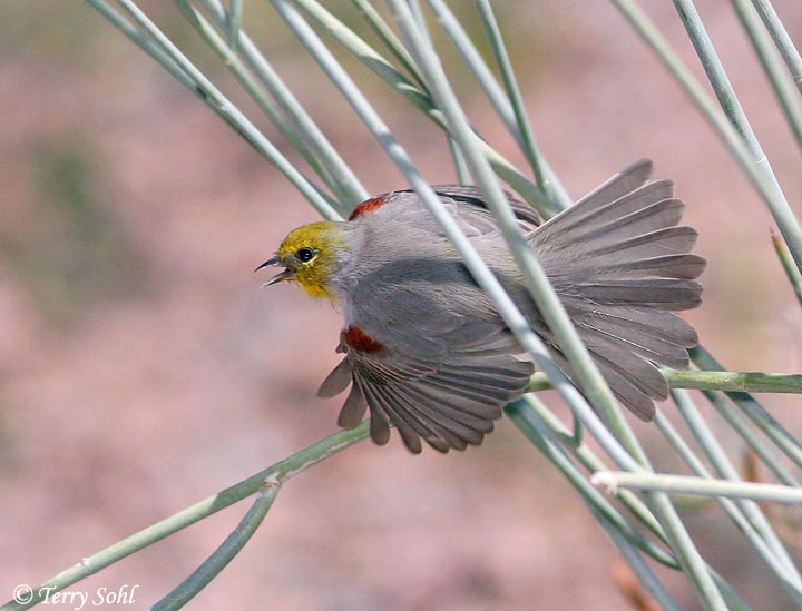 Verdin - Auriparus flaviceps