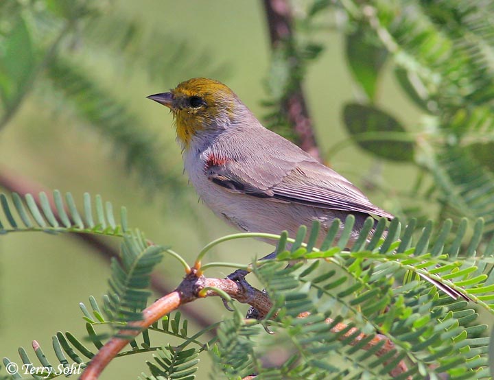 Verdin - Auriparus flaviceps