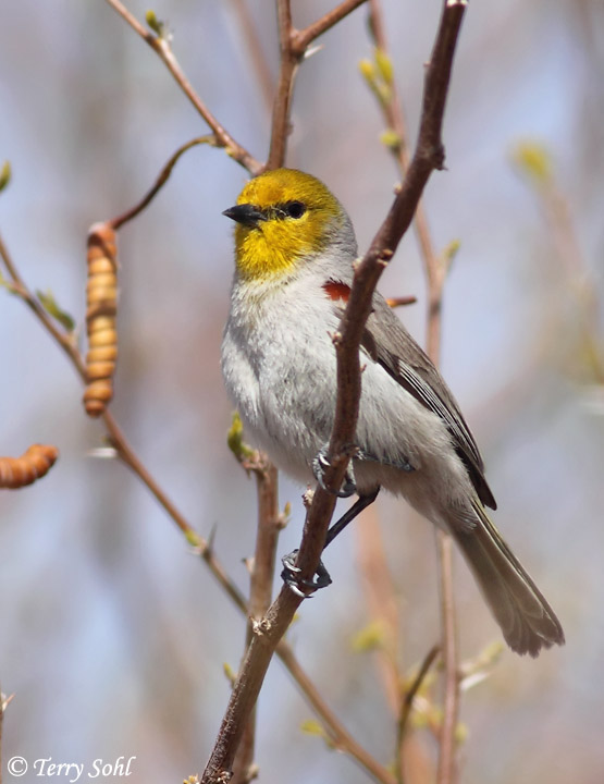 Verdin - Auriparus flaviceps