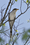 Yellow-billed Cuckoo 2 - Coccyzus americanus