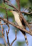 Yellow-billed Cuckoo 4 - Coccyzus americanus