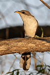 Yellow-billed Cuckoo 7 - Coccyzus americanus