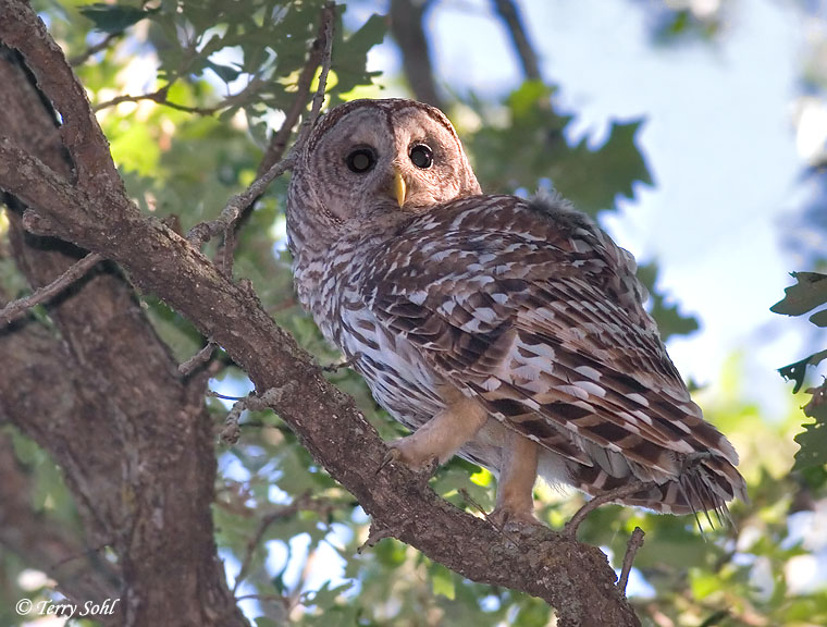 Barred Owl - South Dakota Birds