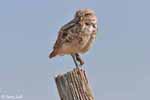 Burrowing Owl 11 - Athene cunicularia