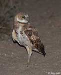 Burrowing Owl 13 - Athene cunicularia