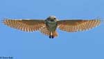 Burrowing Owl 18 - Athene cunicularia