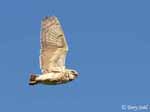 Burrowing Owl 9 - Athene cunicularia