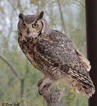 Great Horned Owl 10 - Bubo virginianus