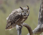 Great Horned Owl 8 - Bubo virginianus