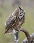 Great Horned Owl 9 - Bubo virginianus