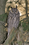 Long-eared Owl 16 - Asio otus