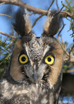 Long-eared Owl 1 - Asio otus