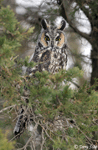 Long-eared Owl 2 - Asio otus