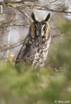 Long-eared Owl 5 - Asio otus