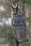 Long-eared Owl 7 - Asio otus