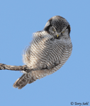Northern Hawk Owl 11 - Surnia ulula