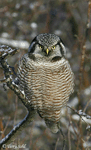 Northern Hawk Owl - Surnia ulula
