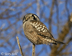 Northern Hawk Owl 6 - Surnia ulula