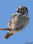 Northern Hawk Owl 7 - Surnia ulula