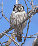 Northern Hawk Owl 8 - Surnia ulula