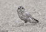 Short-eared Owl 16 - Asio flammeus