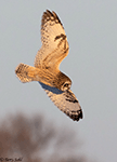 Short-eared Owl 17 - Asio flammeus