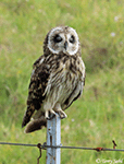 Short-eared Owl 19 - Asio flammeus