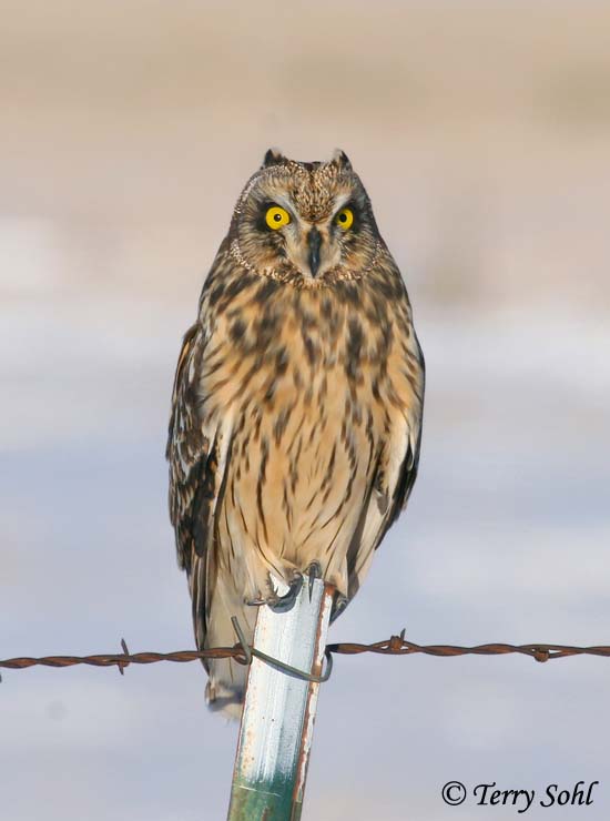 Short-eared Owl - Presho Area birding "hotspot"
