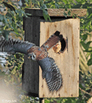 American Kestrel 8 - Falco sparverius