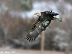 Bald Eagle 11 - Haliaeetus leucocephalus