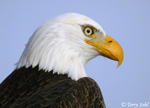 Bald Eagle 1 - Haliaeetus leucocephalus