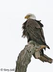 Bald Eagle 2 - Haliaeetus leucocephalus