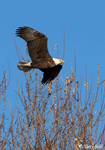 Bald Eagle 32 - Haliaeetus leucocephalus