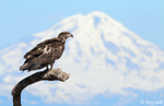 Bald Eagle 33 - Haliaeetus leucocephalus